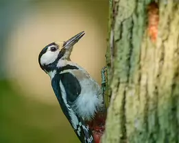Forest Tapper Great spotted woodpecker clinging to a tree trunk in profile.