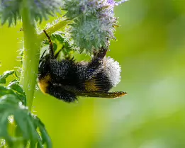 Morning Chill Bumblebee covered in morning dew clings to a fuzzy flower.