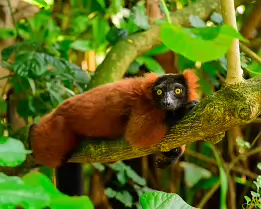 Forest Watcher Red ruffed lemur lying on a branch with wide, alert eyes.