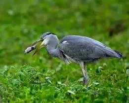 Prey Captured Grey heron stands on grass with a mouse grasped in its beak.