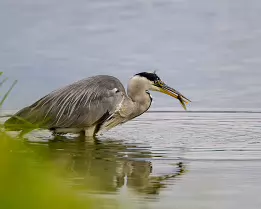 Swift Strike Grey heron stands in water close to grass holding a newt in its beak.