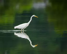 Water Walker Great egret walking through still water with its reflection visible.