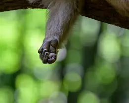 Relaxed Grasp Close-up of a monkey's hand loosely hanging from a branch with soft green bokeh in the background.