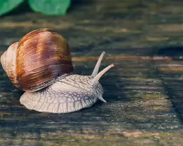 Spiral Traveler Roman snail slowly moving across a damp wooden surface.