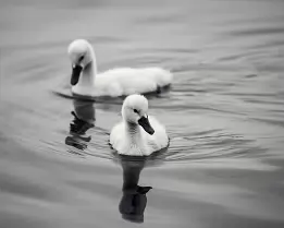 Fluffy Pair Two cygnets float side by side on calm water, with reflections visible.