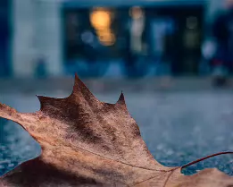 Urban Stillness A moody close-up photograph of a fallen autumn leaf on wet city pavement. Shot with shallow depth of field, the image blends warm leaf tones with cool urban...
