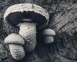 Woodborn Echo Black-and-white macro photograph of a cluster of shaggy mushrooms growing from a cracked tree trunk. The main fungus dominates the frame with fine surface...