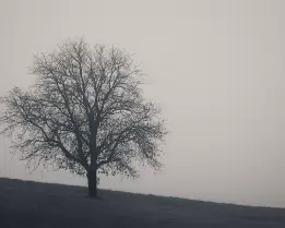 After the Bloom “The pause between what was and what will be”. A solitary leafless tree stands on a misty hillside under a pale sky, symbolizing the quiet pause between endings...