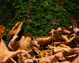 Earth’s Quilt Close-up of dry autumn leaves scattered on the forest floor at the base of a moss-covered tree trunk, showing contrasting textures of warm brown foliage and...