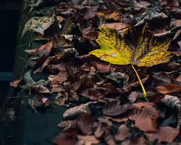 Fading Brilliance A close-up photograph of fallen autumn leaves on a damp, weathered bench, featuring a single large yellow leaf standing out amid surrounding brown foliage. The...