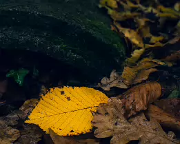 Muted Radiance A single vibrant yellow leaf rests among damp brown autumn leaves beneath a moss-covered stone, softly illuminated against the dark forest floor.