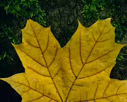 Autumn Veins A close-up of a yellow autumn leaf resting on moss-covered stone, showing intricate veins and soft natural textures in gentle, diffused light.