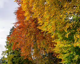 Golden Symphony A vibrant display of autumn foliage with leaves shifting from green to gold and deep crimson, captured in soft daylight against a calm forest backdrop.