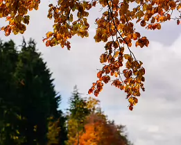 Soft Farewell Golden autumn leaves hang gracefully over a forest of evergreens and fiery orange trees beneath a soft, cloud-filled sky.