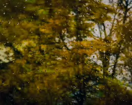 Autumn Veil Raindrops scattered across a windowpane blur the golden foliage of autumn trees beyond, creating a soft, contemplative scene that blends melancholy and calm...