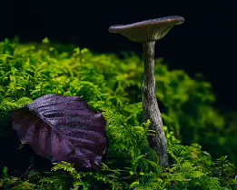 Autumn Dialogue A fine art macro photograph capturing the quiet dialogue between a solitary mushroom and a fallen purple leaf resting on vibrant green moss - a serene...