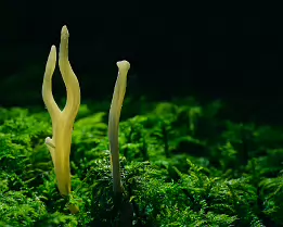 Forest Apparition A fine art macro photograph of two ethereal fungi emerging from vibrant green moss, bathed in gentle forest light. Minimalist and mysterious, it captures the...