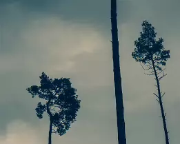 Silent Companions Minimalist photograph of three tall trees silhouetted against a moody gray-blue sky. Their distinct shapes and spacing create a calm yet melancholic...