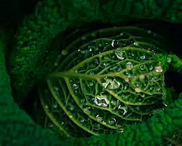 Emerald Geometry Macro photograph of deep-green leaf folds covered with glistening water droplets. The fine network of veins and soft lighting create a sense of texture, depth,...