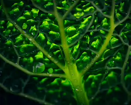 Verdant Pulse Macro photograph of a vivid green leaf illuminated from behind, showing intricate branching veins and tiny dew droplets. The glowing tones and fine textures...