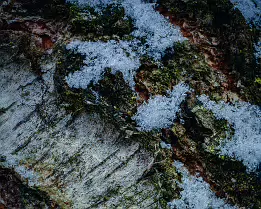 Frozen Grain Close-up macro detail of tree bark with patches of crystalline snow. The image shows intricate textures of rough wood, green moss, and icy formations in soft,...