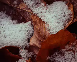 Winter’s First Touch The season’s first snowfall settles gently on fallen leaves, tracing their veins and edges with delicate crystals. A quiet transition where autumn exhales its...