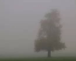 Quiet Pulse Fine art photograph of a solitary tree veiled in autumn fog, balancing serenity with a quiet sense of life. A minimalist landscape expressing calm, endurance,...