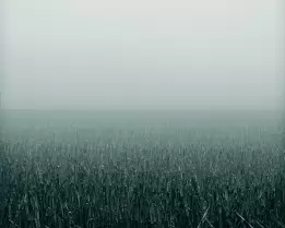 After the Harvest A harvested cornfield stretches into soft morning fog, its cold gray-blue tones conveying quiet sadness and the stillness that follows an ending.