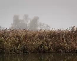 Misty Layers A serene autumn morning captured in gentle fog - reflections of reeds and mist-veiled trees create a peaceful, layered landscape evoking calm and quiet...