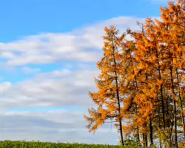 Golden Whisper A serene autumn landscape featuring golden larch trees illuminated by gentle morning light beneath a soft blue sky. This fine art photograph captures the quiet...