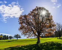 Autumn Radiance A large oak tree bathed in autumn light stands on a gentle green hillside under a bright blue sky. Sun rays filter through the golden leaves, casting long...