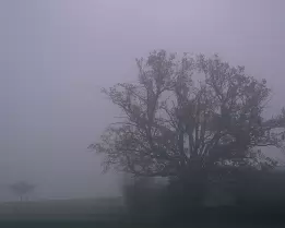 Veiled Morning A large tree partially obscured by dense morning fog in a field. Its silhouette fades into cool gray-violet tones, with faint outlines of smaller trees in the...