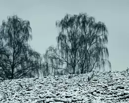 Silent Freeze This atmospheric winter photograph captures a snow-covered field set against the soft silhouettes of distant birch trees. Cool, desaturated tones create a...