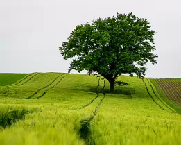 Barley Path Single leafy tree atop vivid green barley rows marked by tractor tracks.