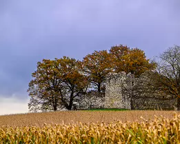 Cornfield Castle Crumbling stone ruin and autumn trees rising above a cornfield under brooding sky.