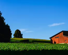 Red Barn Countryside farm scene with a red barn beside green cornfields under a blue sky.