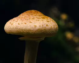Woodland Ember Close-up photograph of a wild mushroom with a textured golden cap and stem, sharply isolated against a dark blurred background.