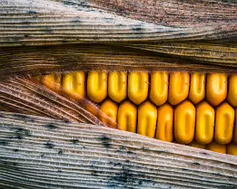 Autumn Pulse Close-up macro of golden corn kernels tightly packed in rows, partially framed by textured dry husks.