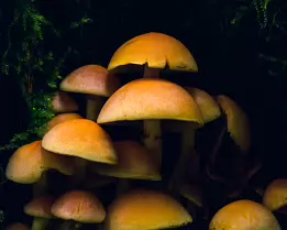 Woodland Colony Large group of yellow mushrooms clustered together in lush moss.