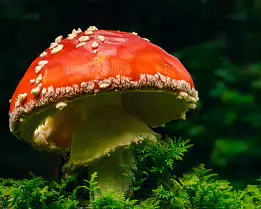 Forbidden Bloom Close-up of a red and white fly agaric mushroom (Amanita muscaria) emerging from green moss in soft forest light.