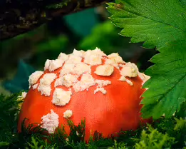 Crimson Whisper Close-up photograph of a fly agaric (Amanita muscaria) mushroom emerging from lush green moss, its vivid red cap dotted with white warts and partly framed by...