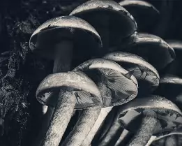 Shadow Bloom Close-up monochrome photograph of clustered mushrooms growing on decaying wood, their smooth caps and gills dramatically lit to reveal rich textures and tonal...