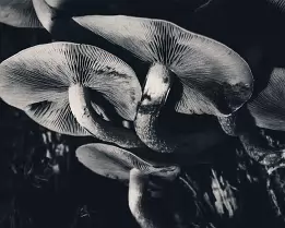 Fungal Architecture Close-up black-and-white photograph of clustered mushrooms seen from beneath. The gills and curving stems form abstract, sculptural shapes in soft light and...