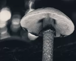 Silent Bloom Black and white photograph of a single mushroom seen from below, with softly glowing gills and blurred forest light in the background.