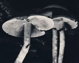 Twin Silence Monochrome photo of two mushrooms growing side by side, viewed from below to reveal their gills and slender stems.