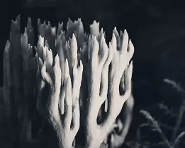 Ivory Spires Black and white macro photograph of a coral fungus, its branching tips forming tall, cathedral-like structures.