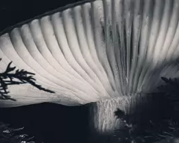 Hidden Light Monochrome close-up of a mushroom illuminated from below, revealing translucent gills framed by dark forest foliage.