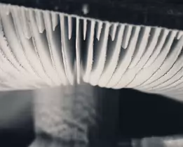 Fragile Rhythm Macro black and white image of mushroom gills in soft focus, highlighting the delicate, parallel ridges and tonal gradients.