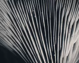 Soft Structure Close-up monochrome abstraction of mushroom gills with vertical lines and subtle shadow transitions.