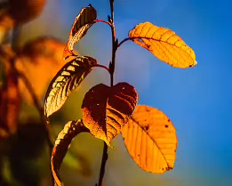 Ephemeral Flame Close-up photograph of golden autumn leaves on a thin branch, illuminated by warm sunlight against a clear blue sky. The vivid contrast emphasizes the seasonal...
